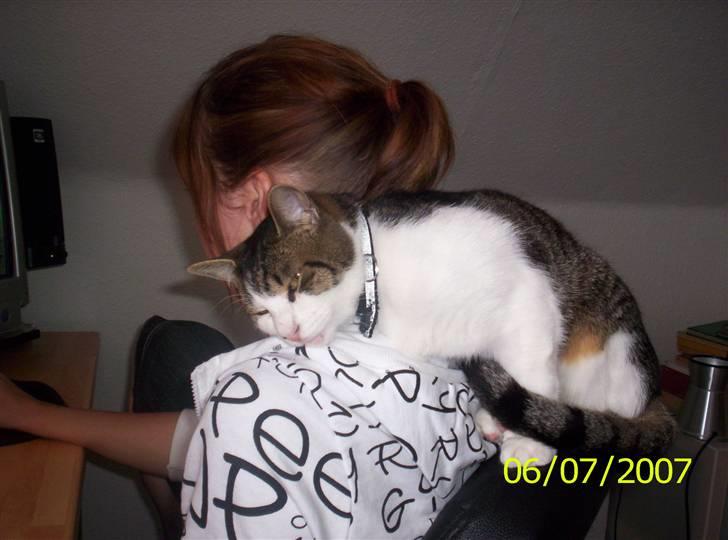 Huskat Manse billede 5