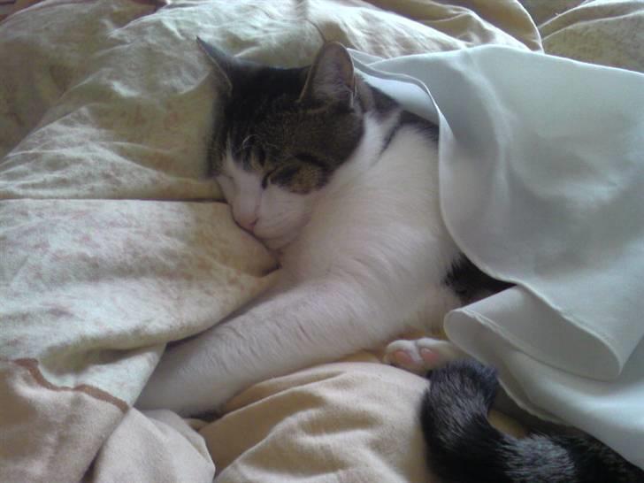 Huskat Manse - Det er altid dejligt med en lur i mor og fars seng :) billede 7
