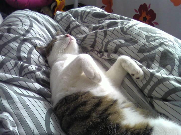 Huskat Manse billede 8