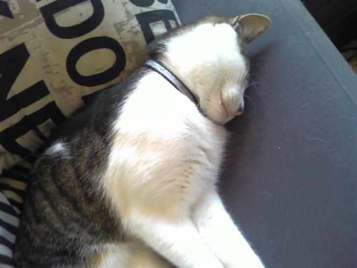 Huskat Manse billede 9