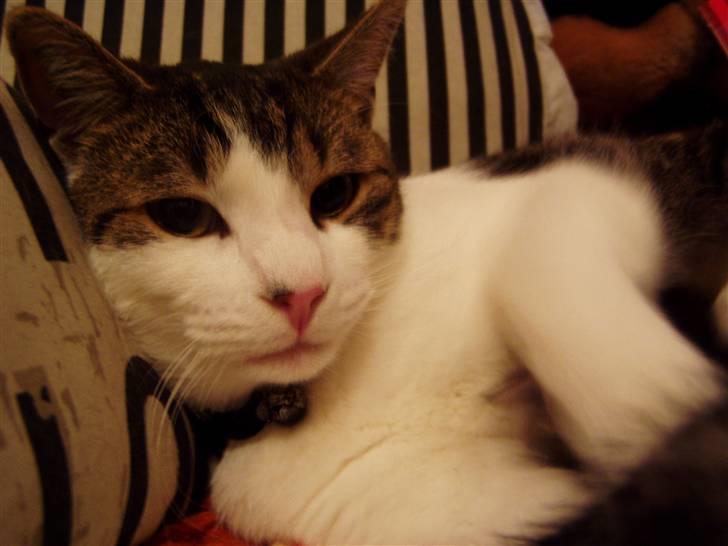 Huskat Manse billede 10