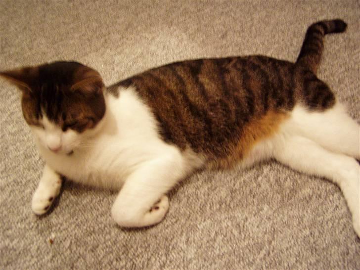 Huskat Manse billede 11