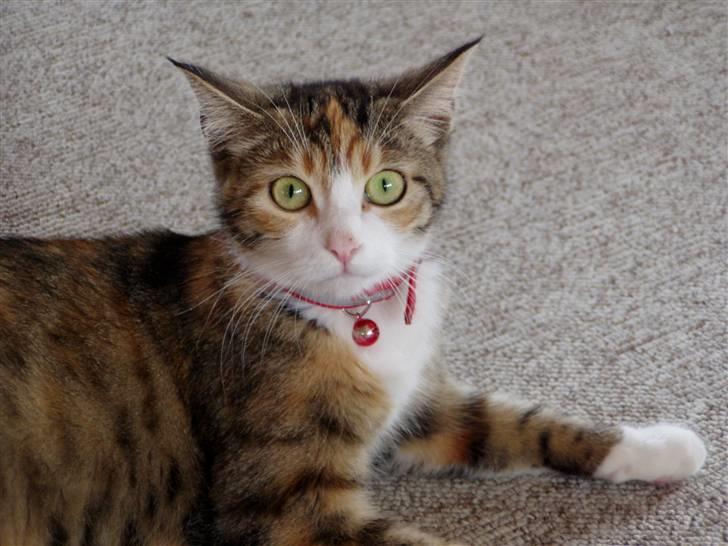 Huskat Pussi billede 1