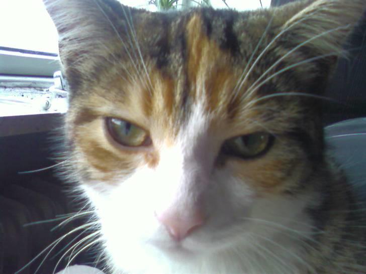 Huskat Pussi billede 2