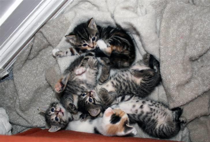 Huskat Pussi billede 4