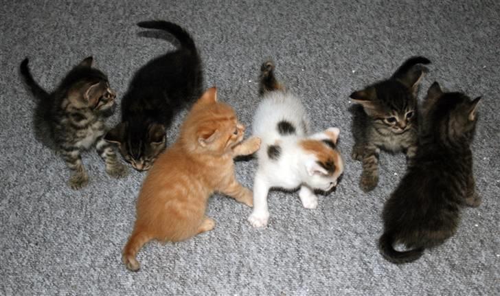 Huskat Pussi billede 5