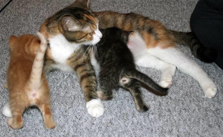 Huskat Pussi billede 6