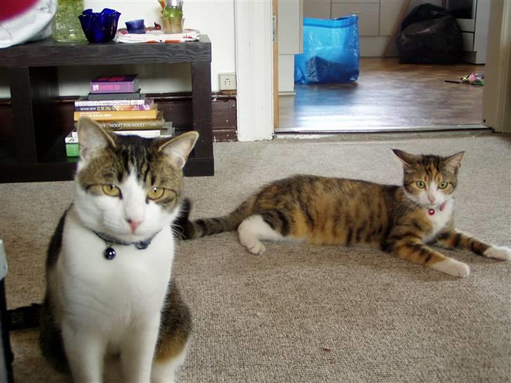 Huskat Manse - Her sidder jeg så sammen med "konen" billede 12