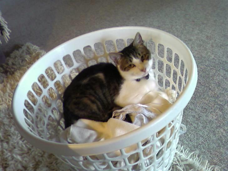 Huskat Manse - Jeg elsker duften af nyt vasketøj, så prøver altid at være den første der kommer til kurven billede 13