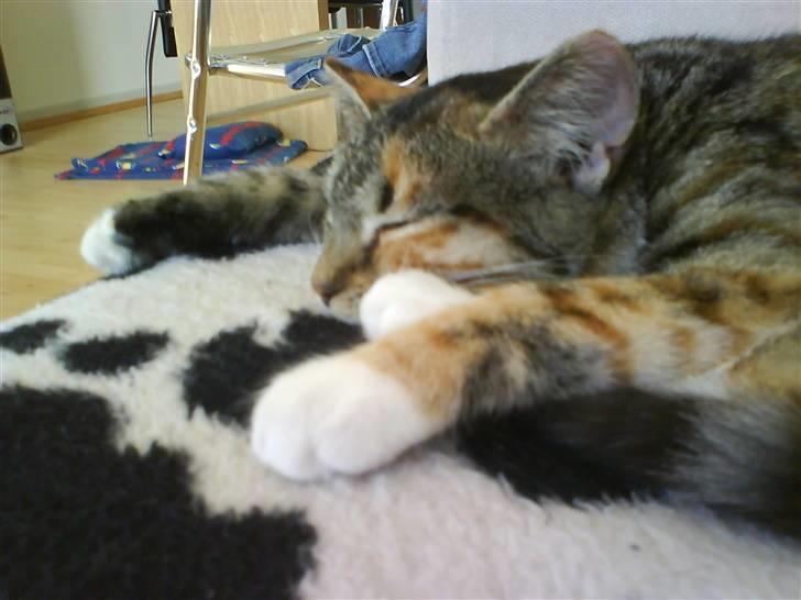 Huskat Bella billede 15