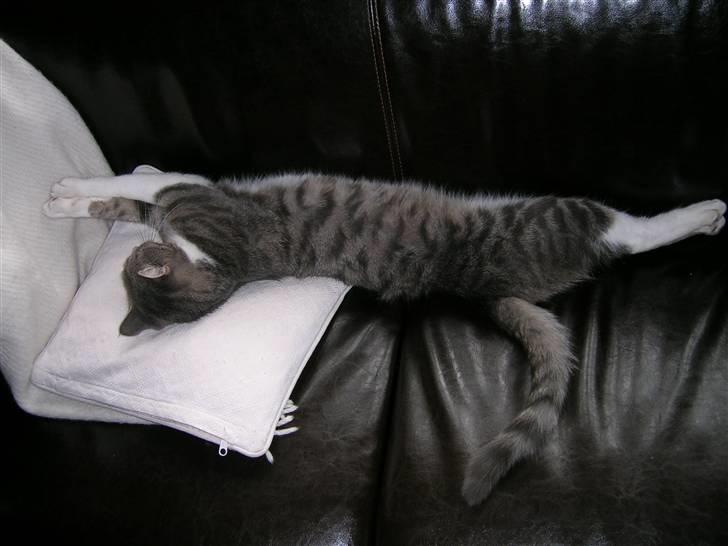 Blanding af racer Sofus billede 12