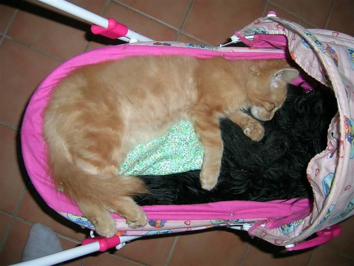 Maine Coon Pyrus billede 20