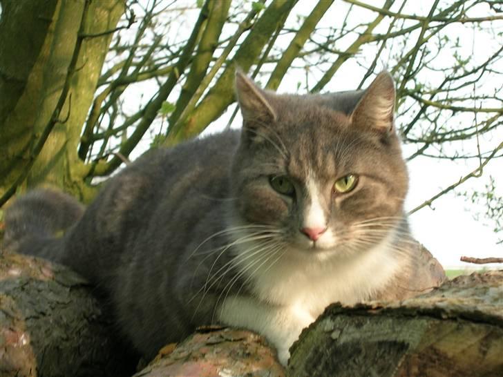 Blanding af racer Sofus billede 13