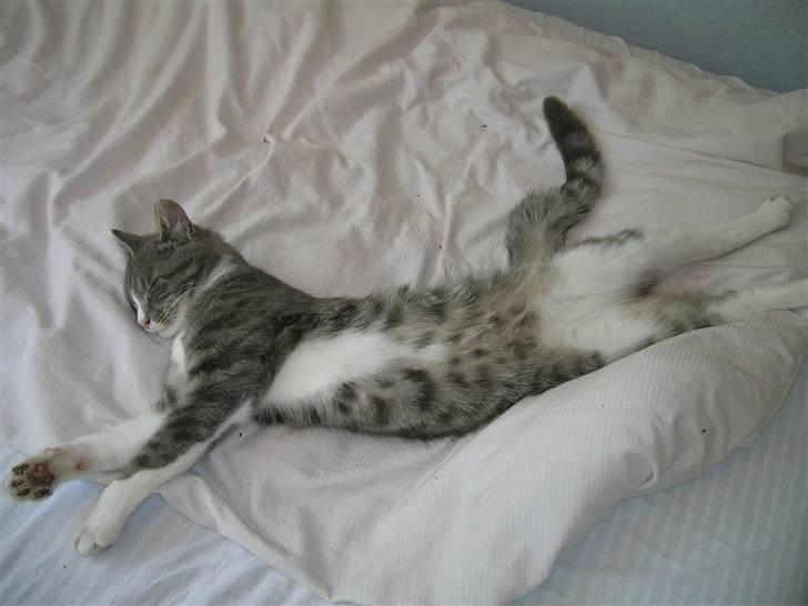 Blanding af racer Sofus billede 14