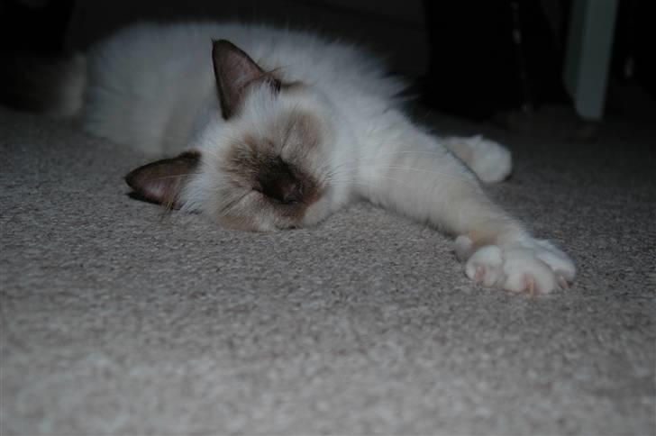 Hellig Birma Anemone billede 1