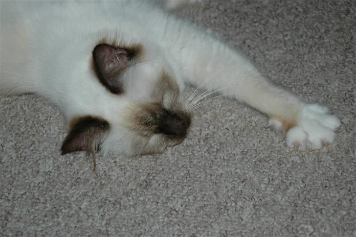 Hellig Birma Anemone billede 2