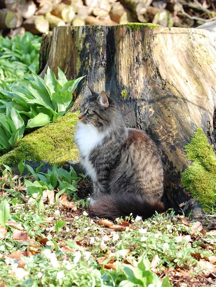 Maine Coon Duchess billede 11