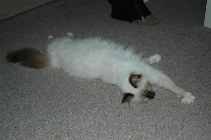 Hellig Birma Anemone billede 3