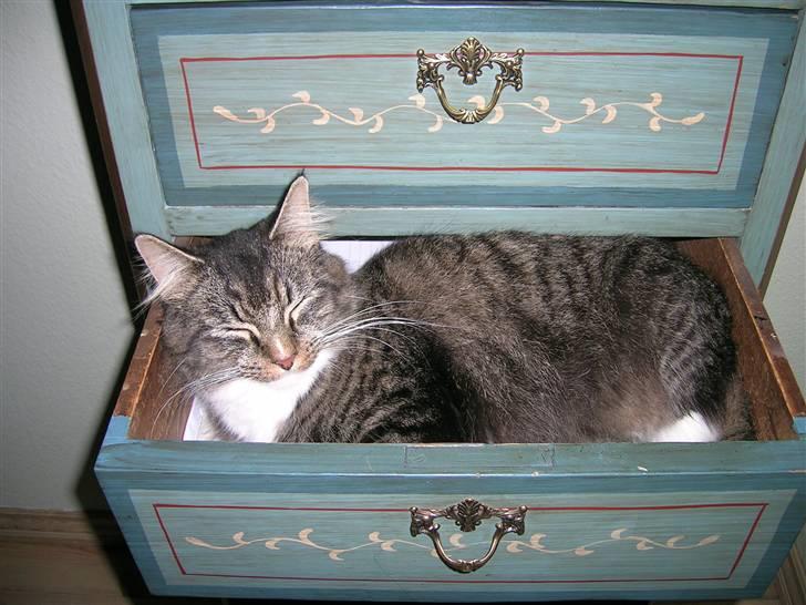 Maine Coon Duchess billede 12