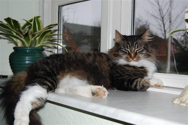 Maine Coon Duchess billede 13