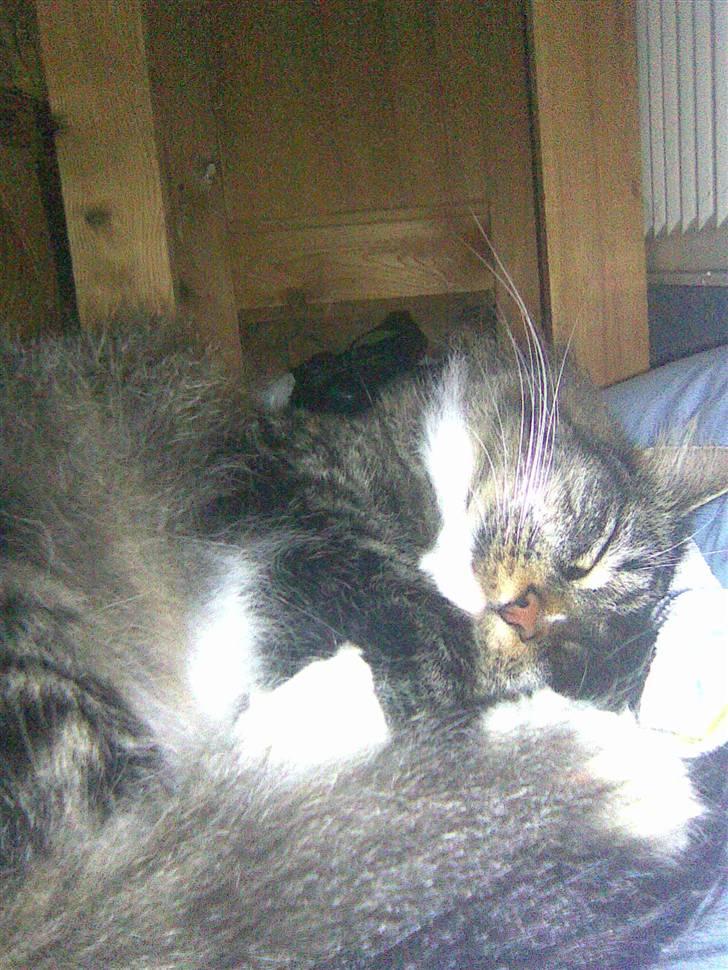 Maine Coon Duchess billede 14