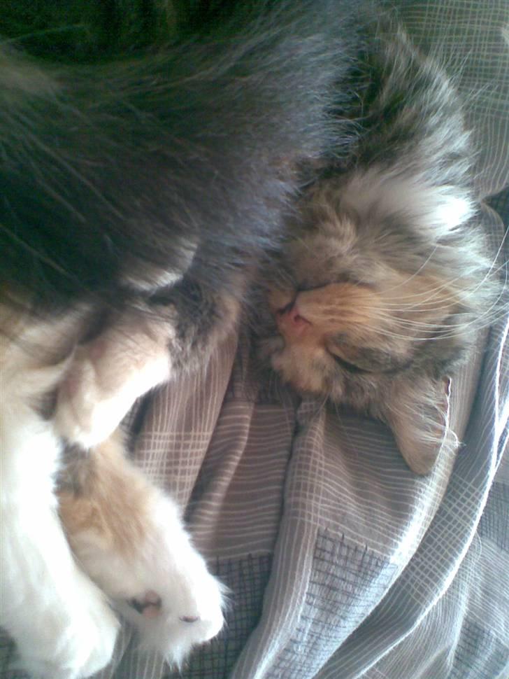 Norsk Skovkat Tulle billede 15