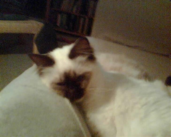 Hellig Birma Anemone billede 4