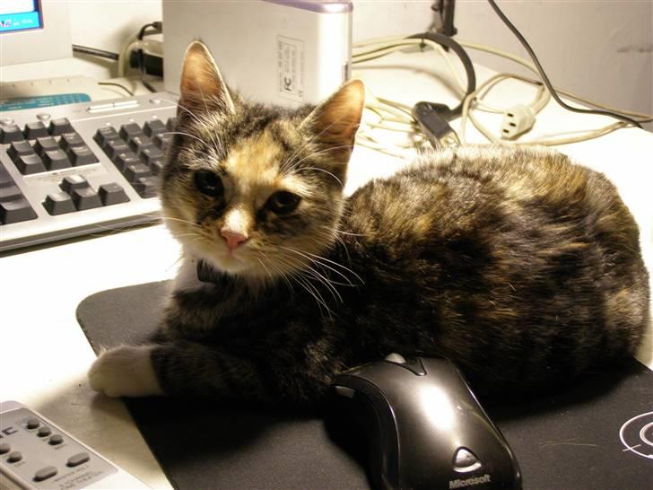 Huskat gizmo - fars mis ligger på musen .....IGEN billede 1