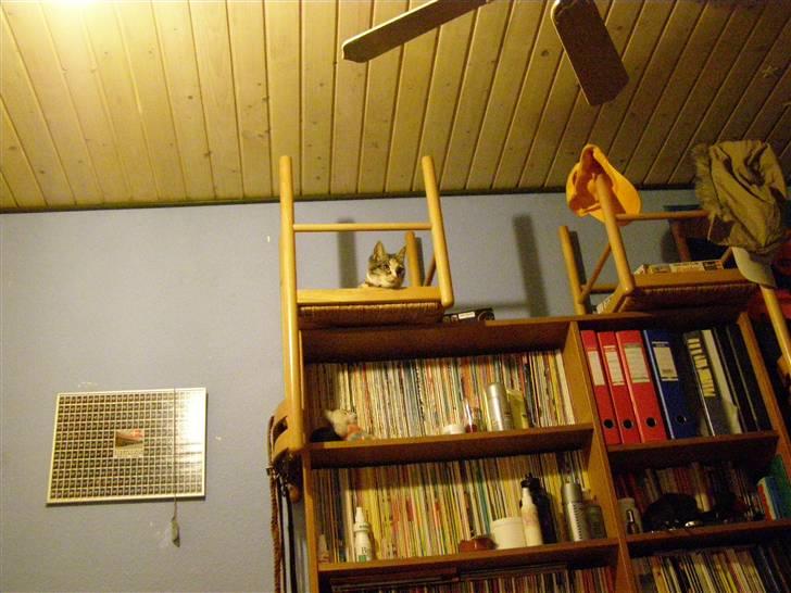 Huskat gizmo - gizmo´s foretrukne soveplads billede 2