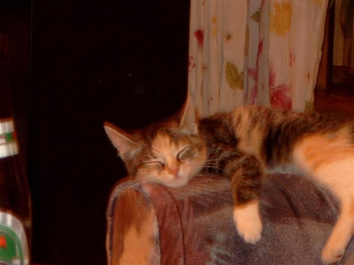 Huskat gizmo - snoooooooooooork billede 4