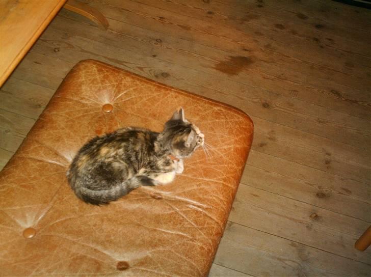 Huskat gizmo - jeg kommer efter dig !!! billede 5