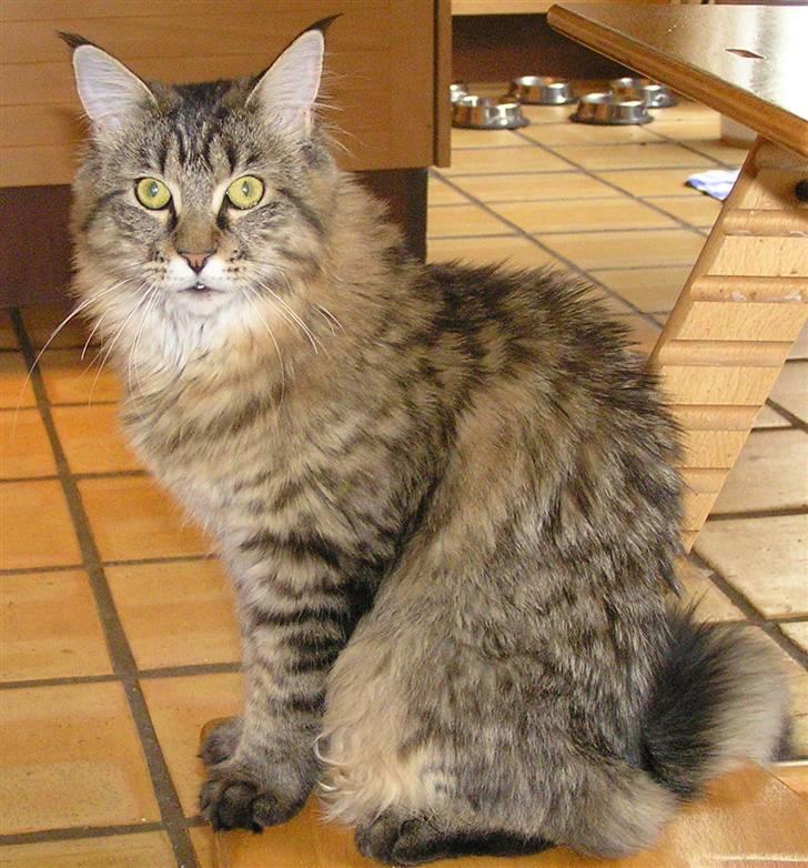 Maine Coon DK-Findus Aninna (Ninzen) - Hej og velkommen til Ninnas profil. Disse billeder er taget igennem de år jeg har haft hende.. Der er lige fra den første uge jeg havde hende til nu. Håber i kan lide hende. Vil i ikke lige "smide" en kommentar + bedømmelse?  billede 1