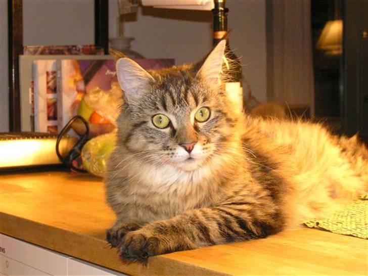 Maine Coon DK-Findus Aninna (Ninzen) - Ninna på køkkenbordet. (Må man ligge der? NEj, så derfor gør man det selvfølgelig :D) billede 2