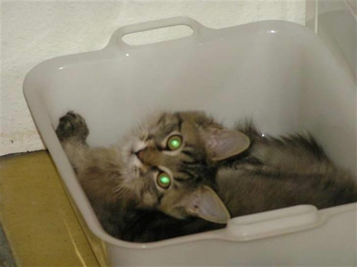 Maine Coon DK-Findus Aninna (Ninzen) - Ja der var engang hvor hun kunne være i en vaskebalje.. billede 3