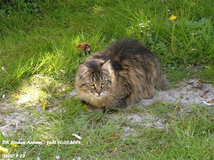 Maine Coon DK-Findus Aninna (Ninzen) - Ja, så ligger man lige og stener!! billede 4