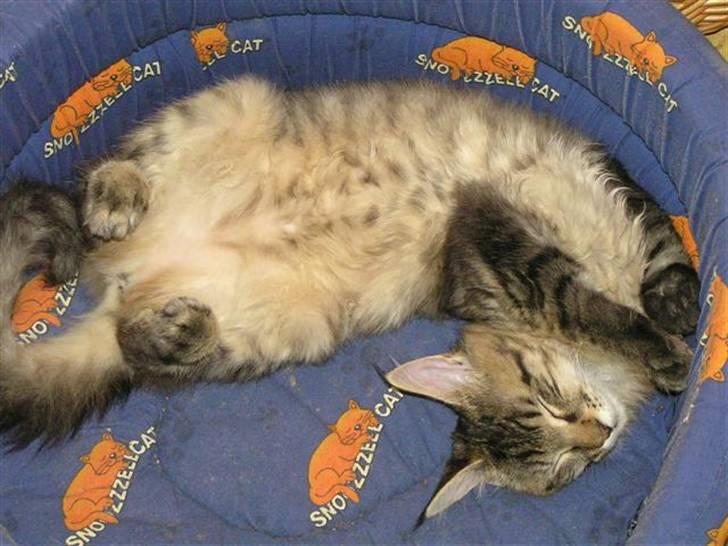 Maine Coon DK-Findus Aninna (Ninzen) - Sådan sover en rigitg prinsesse, drejet 180 grader rundt :)... billede 5