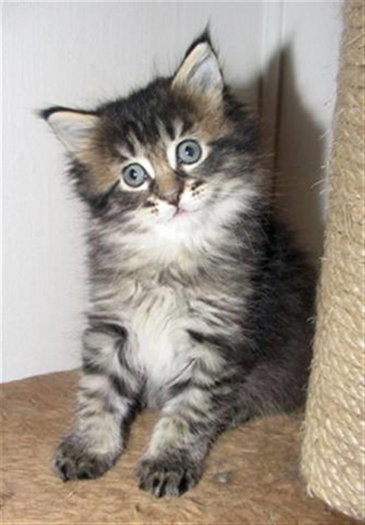 Maine Coon DK-Findus Aninna (Ninzen) - "Sagde du noget til mig?" billede 6