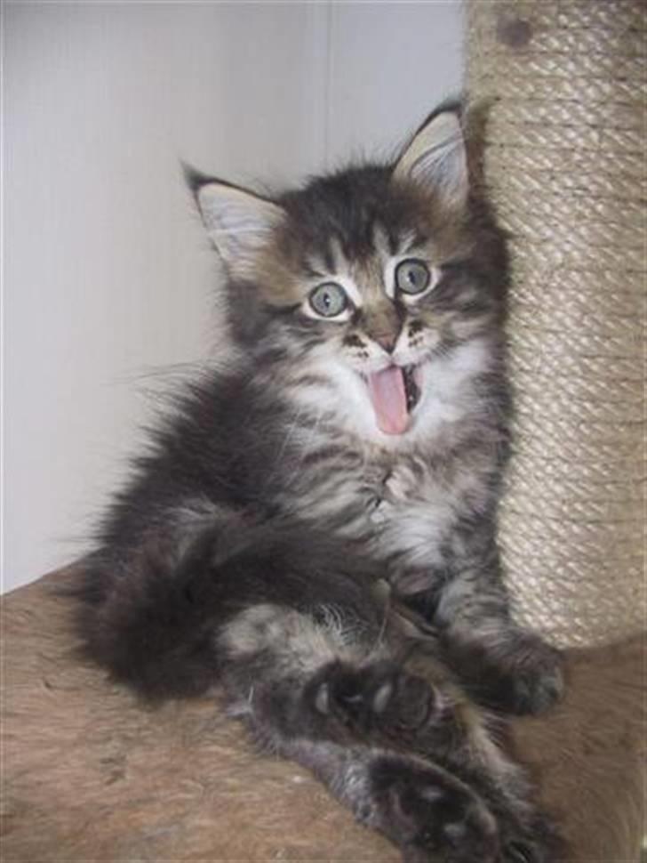 Maine Coon DK-Findus Aninna (Ninzen) - GAB... Det er hårdt at leje top-foto-model hele dagen :0... billede 7