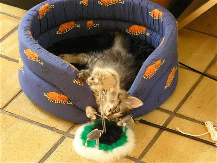 Maine Coon DK-Findus Aninna (Ninzen) - "Hvorfor kan kan man ikke spise musene. Og de er da pænere fra en anden vinkel ikk?" billede 8