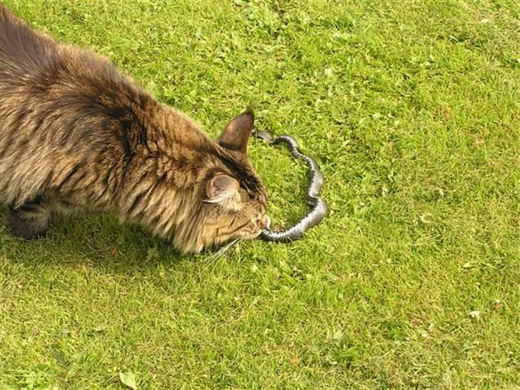 Maine Coon DK-Findus Aninna (Ninzen) - Så er der dømt jagt... En sno til Ninna billede 9
