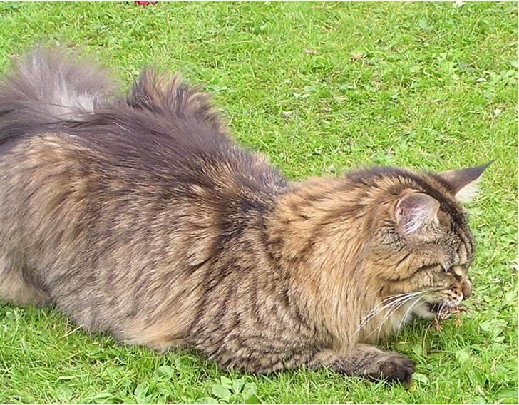 Maine Coon DK-Findus Aninna (Ninzen) - Nu også en før til hende.. Wow total dræber kat ;P... billede 10