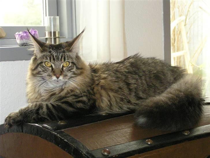 Maine Coon DK-Findus Amelia - Velkommen til Mollys profil... Der kommer snart flere billeder, men ligenu håber jeg i kan nøjes med disse... billede 1