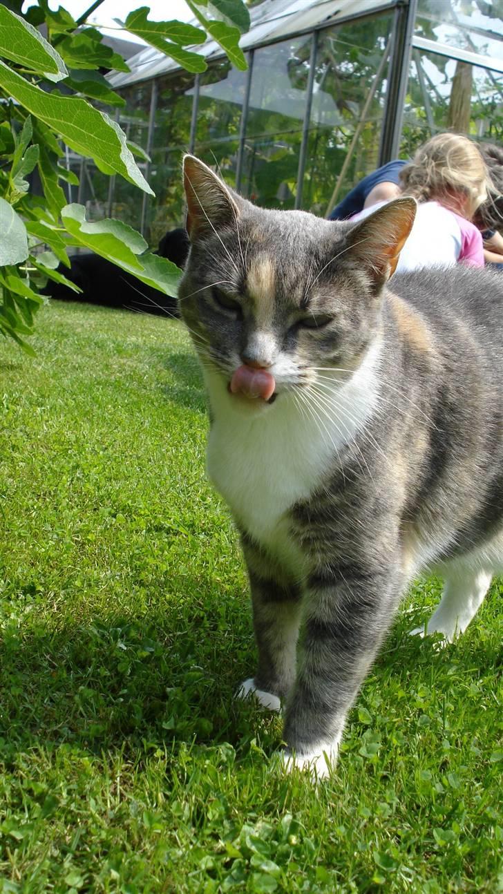 Blanding af racer Kia - Uhh, en dråbe på næsen :D billede 19