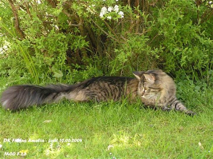 Maine Coon DK-Findus Amelia - Hun troede hun kunne flygte. Hun troede hun kunne gemme sig, men jeg har bevidst at hun tager fejl... billede 2