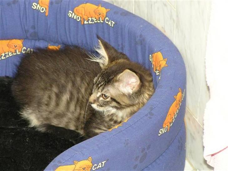 Maine Coon DK-Findus Amelia - Den store verden er så farlig.. Her er jeg i sikkerhed... billede 3