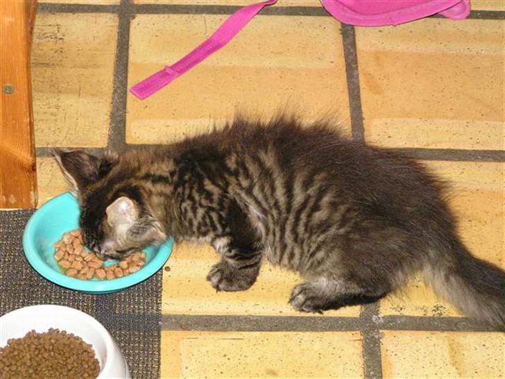 Maine Coon DK-Findus Amelia - Mad er altid godt for en lille kat... Nu vejer hun 6.4 kilo, så det har hjulpet lidt :P... billede 4