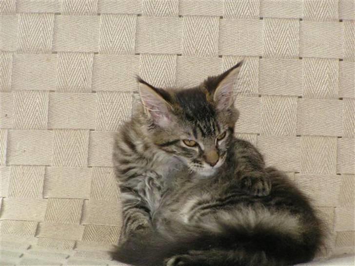 Maine Coon DK-Findus Amelia - Man kan aldrig blive for ren ;P... billede 5