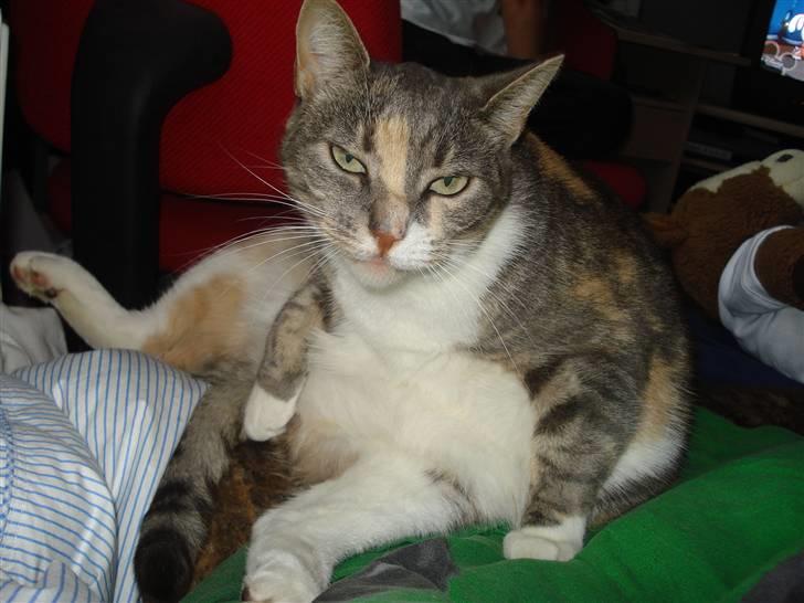 Blanding af racer Kia billede 20