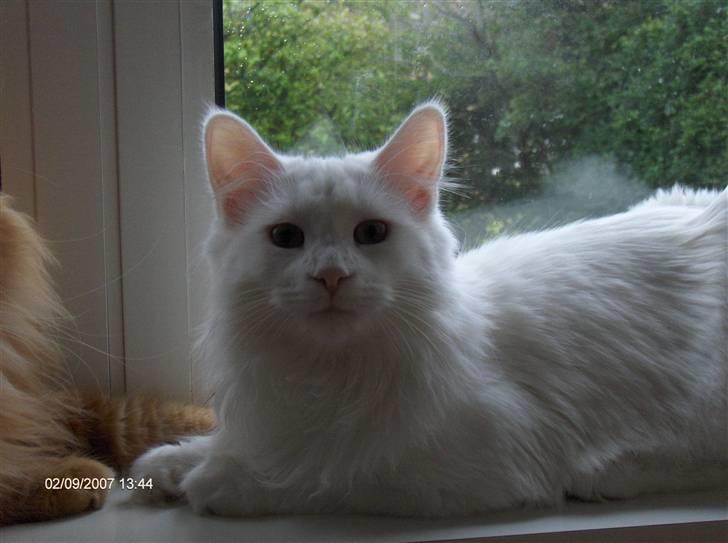 Maine Coon Watercoons White Iris billede 10