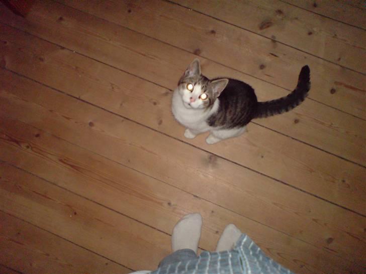 Huskat Snoopy - endelig kom jeg til mit ny hjem. billede 8